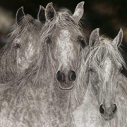 Horse purchases Collector Plates designed by Judy Larsen